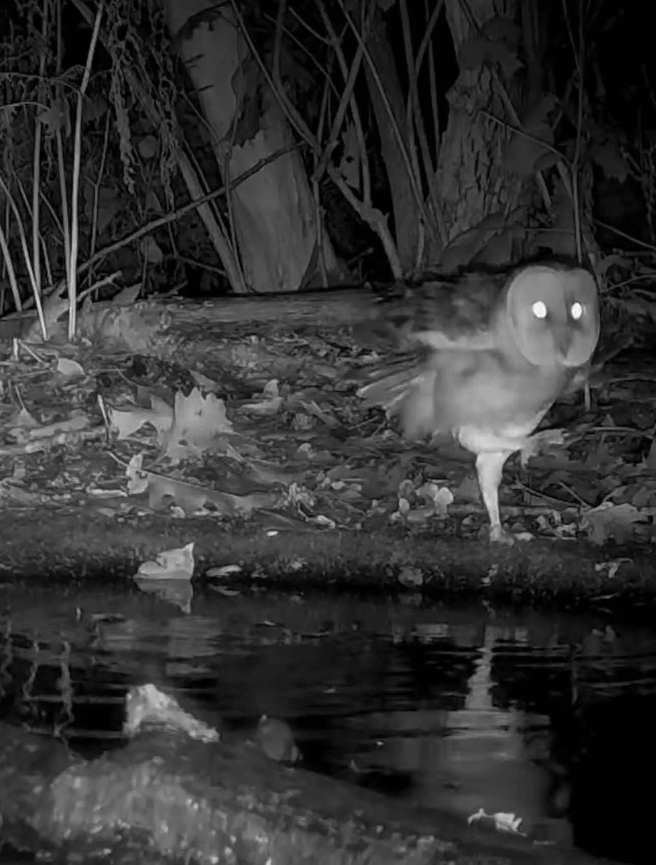 Opname gemaakt met wildcamera van Camtura