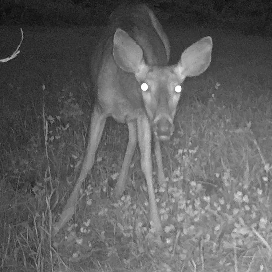Opname gemaakt met wildcamera van Camtura