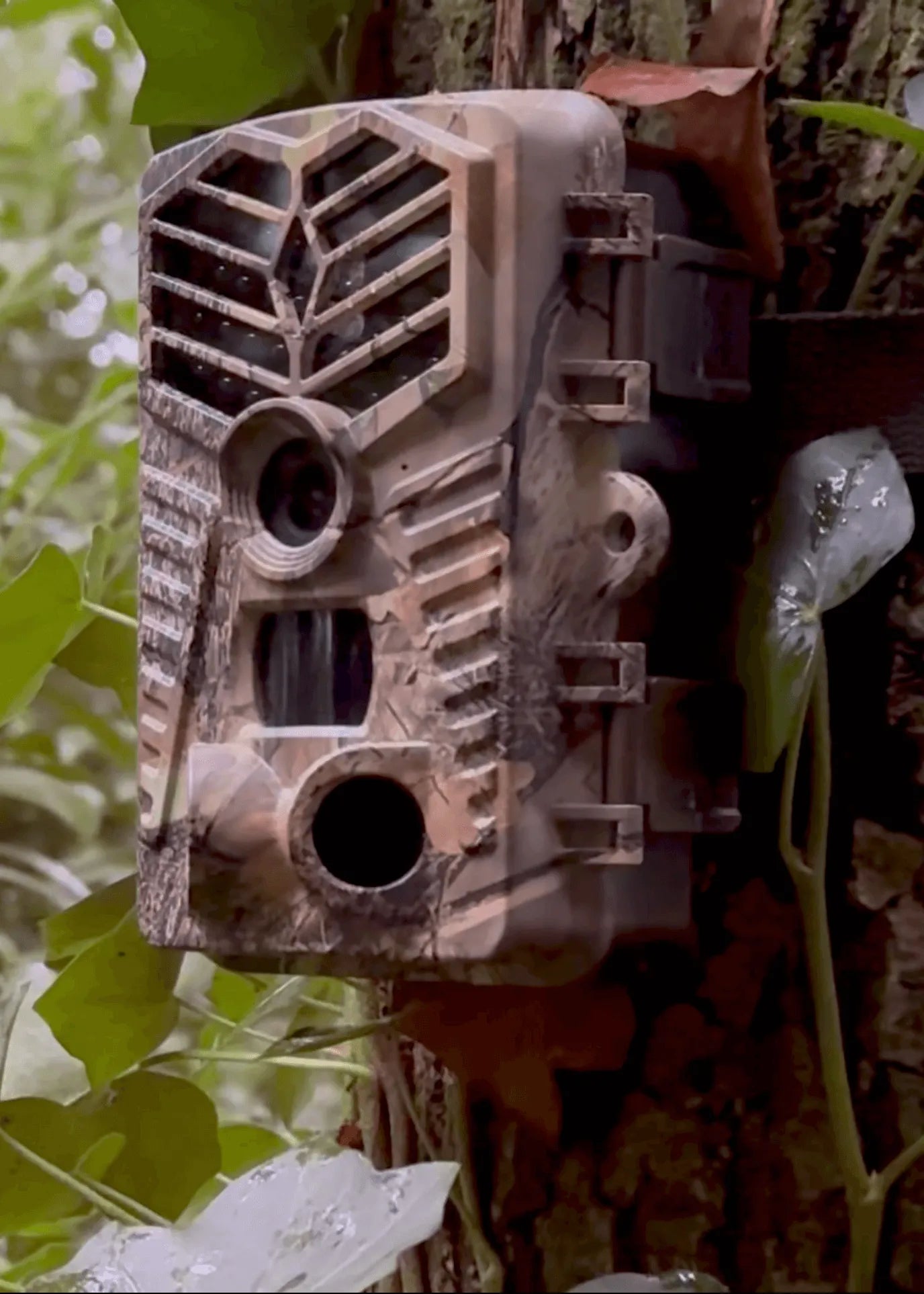 Opname gemaakt met wildcamera van Camtura