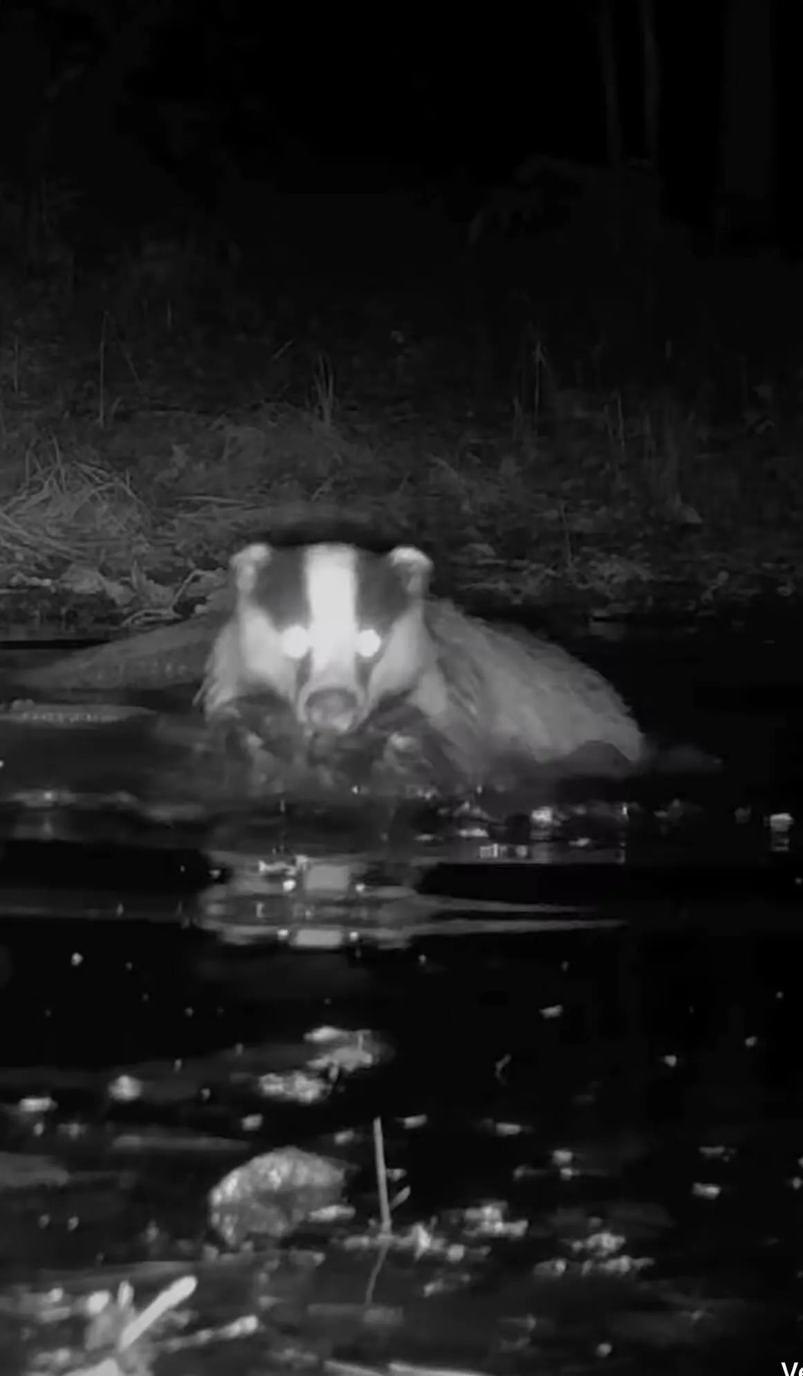 Opname gemaakt met wildcamera van Camtura