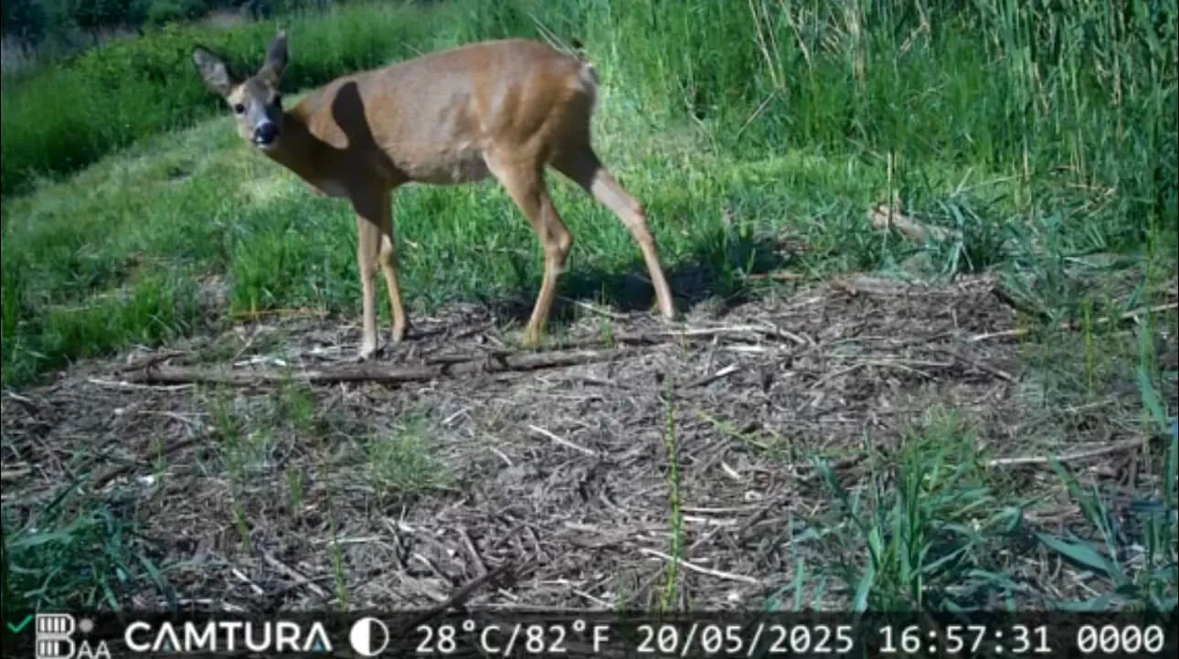 Opname gemaakt met wildcamera van Camtura