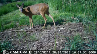 Mis geen moment meer met deze slimme wildcamera: Beste wildcamera 2025