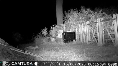 Nachtzicht opname van de wildcamera's van met nachtzicht van Camtura