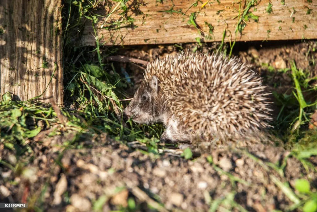 Dit kun je in eigen tuin vastleggen met de wildcamera van camtura