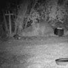 Vos filmpje opgenomen met de camtura wildcamera met wifi en zonnepaneel