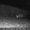 Vos die opgenomen is met de Camtura Wildcamera met WiFi en Zonnepaneel