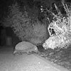 Egel opname in de nacht met de camtura wildcamera met wifi en zonnepaneel